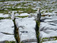 V-förmige Rinnen im Burrenkarst - Co. Clare